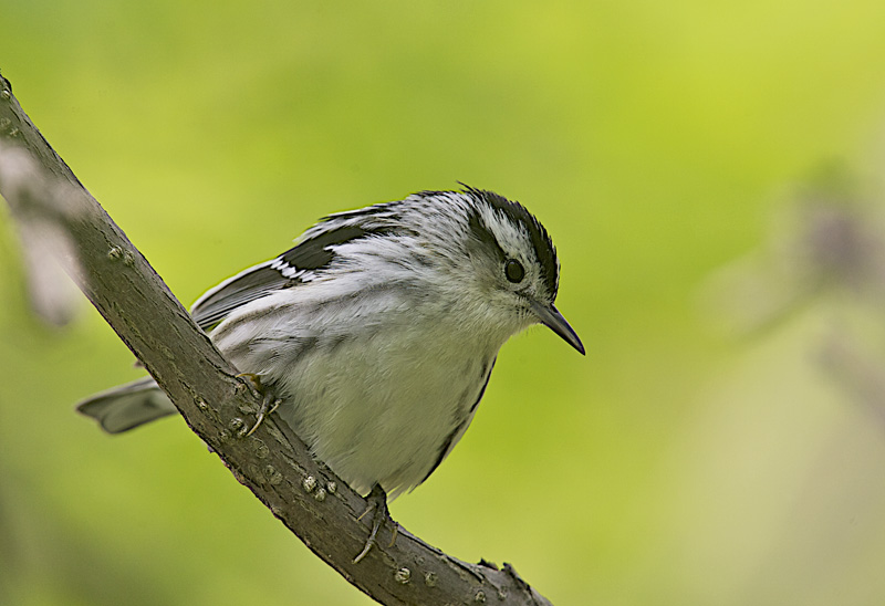 BLACK AND WHITE WARBLER